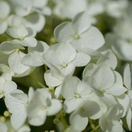 Bed & Breakfast Boutique Heidetuin Bergen op Zoom