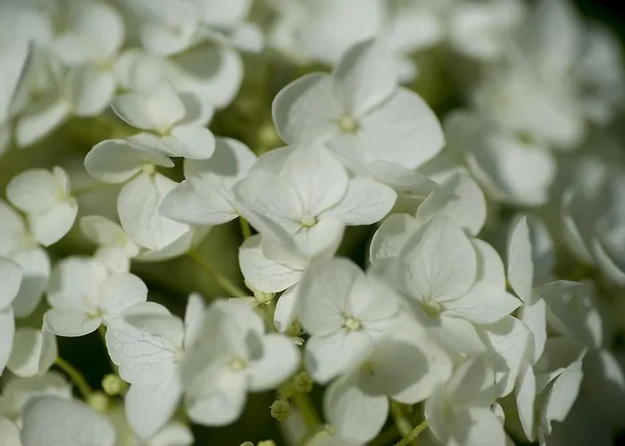 Frühstückspension Boutique Heidetuin Bergen op Zoom